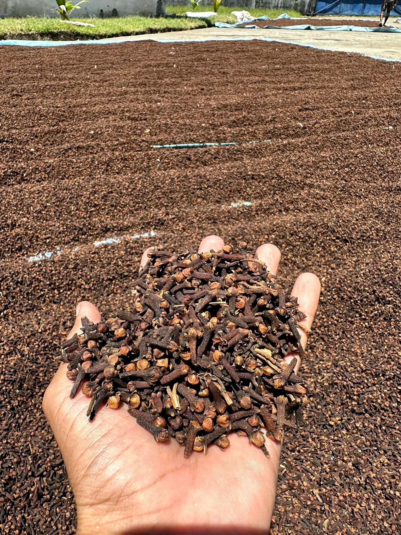 Hand-selected cloves drying in the sun